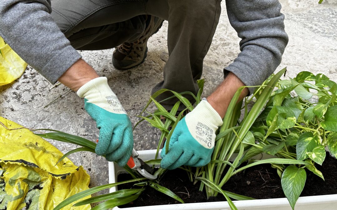 Al via le iscrizioni per il modulo “Giardino Zero”